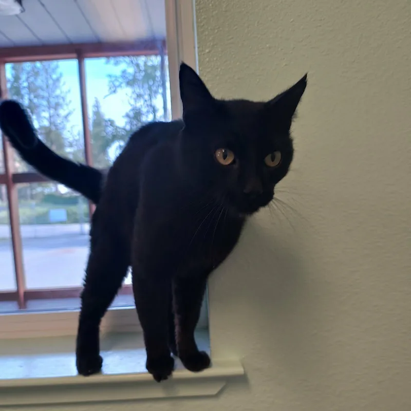 Salem thumbnail 2