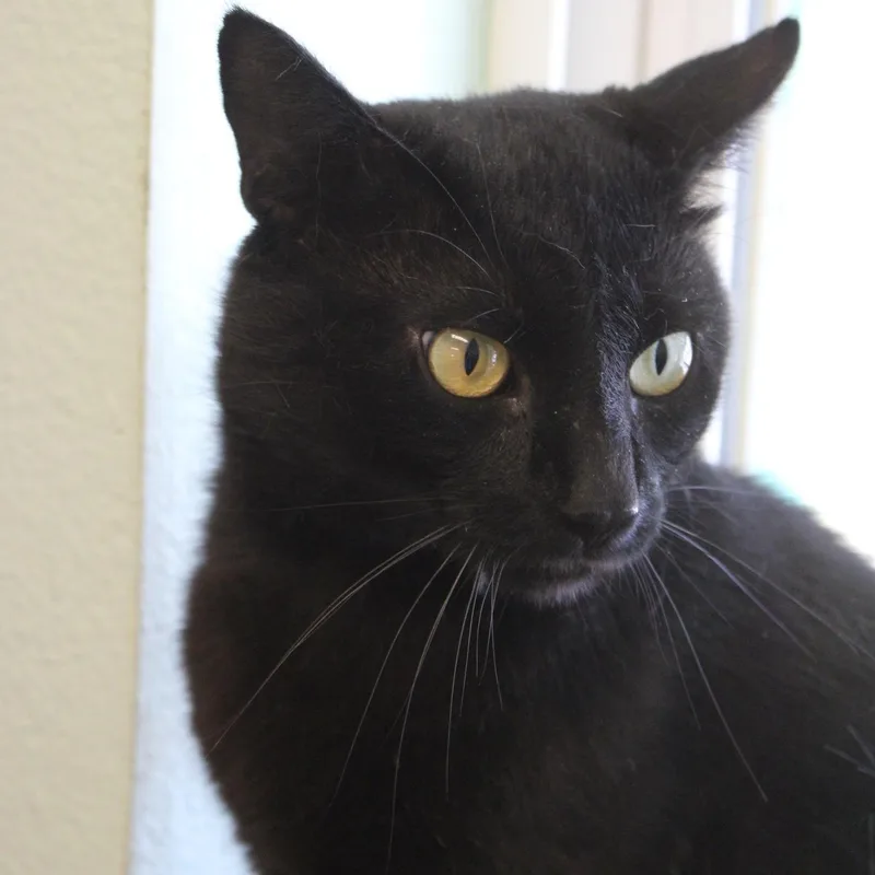 Salem thumbnail 3