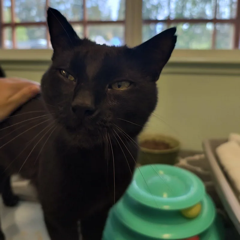 Salem thumbnail 4