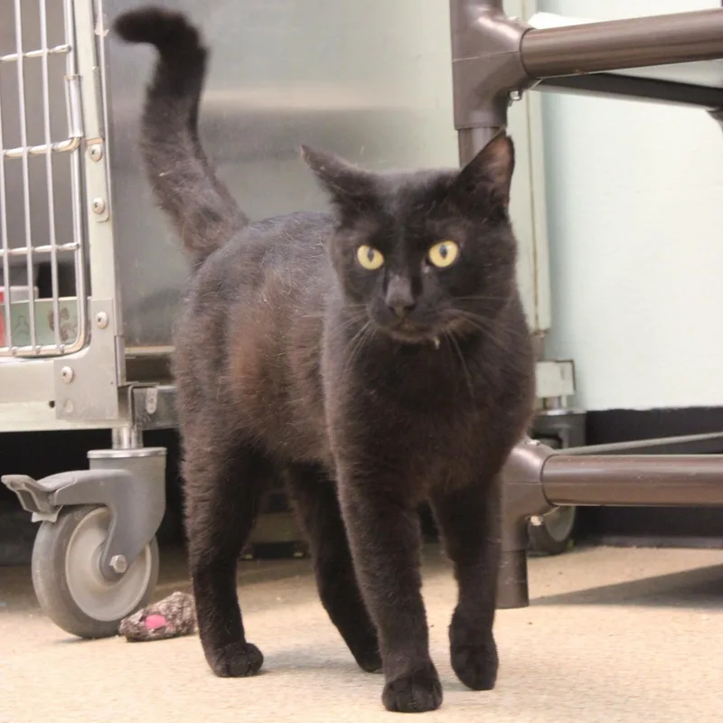 Salem thumbnail 5