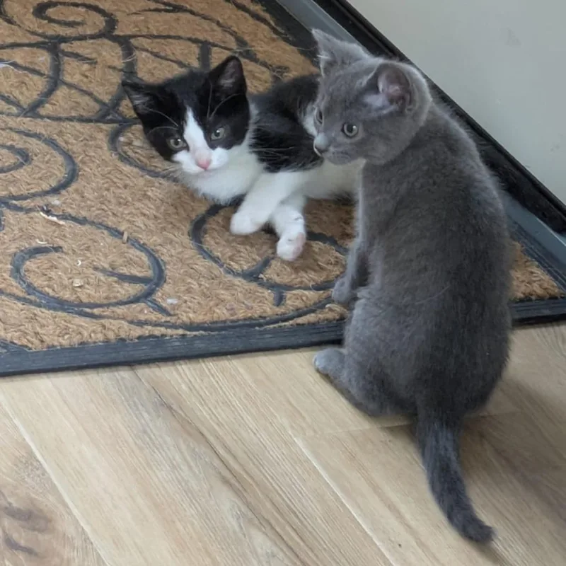 A baby small-sized male Gray / Blue / Silver Domestic Short Hair cat named Turtle for adoption in St. Paul, MN