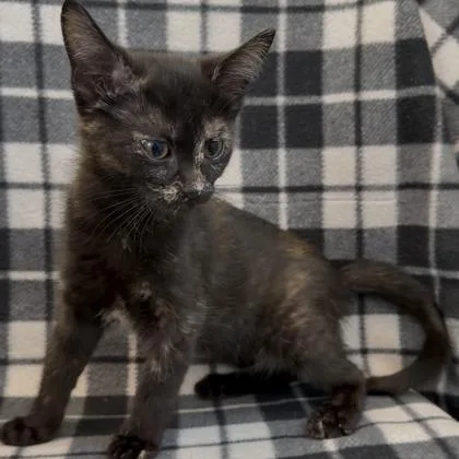 A baby small-sized female Domestic Short Hair cat named Ice for adoption in Janesville, WI