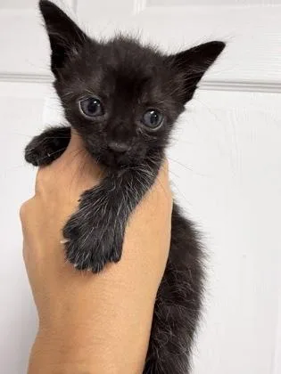A young medium-sized male Black Domestic Short Hair cat named Jax for adoption in Key West, FL
