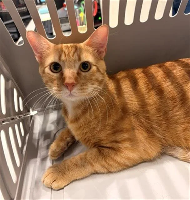 A young medium-sized male Domestic Short Hair cat named Dezi for adoption in Baytown, TX