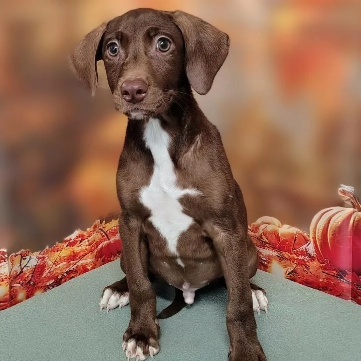 A baby medium-sized male Brown / Chocolate Retriever dog named Ivan for adoption in Griswold, CT