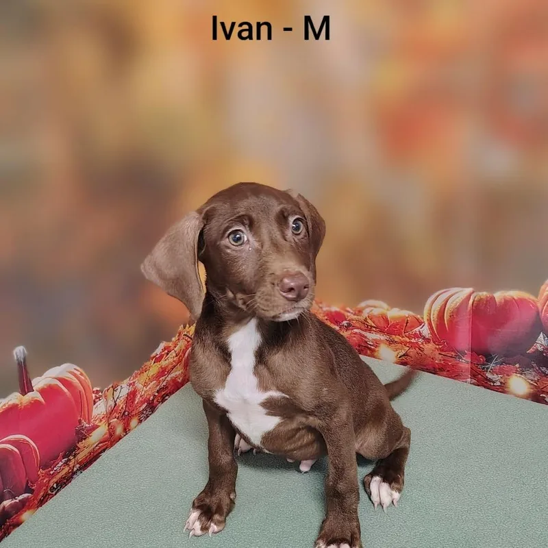 Ivan thumbnail 4