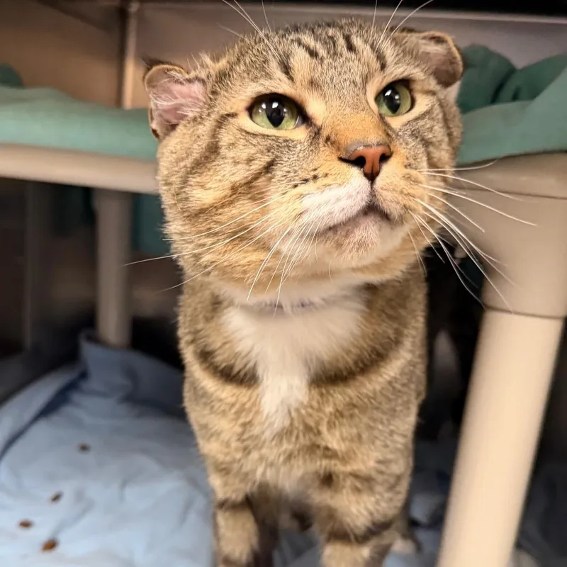 An adult small-sized male Brown / Chocolate Domestic Short Hair cat named Rumple for adoption in Springfield, MA
