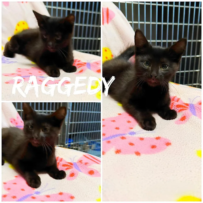 A baby medium-sized male Black Domestic Short Hair cat named Raggedy for adoption in Saint James, MO