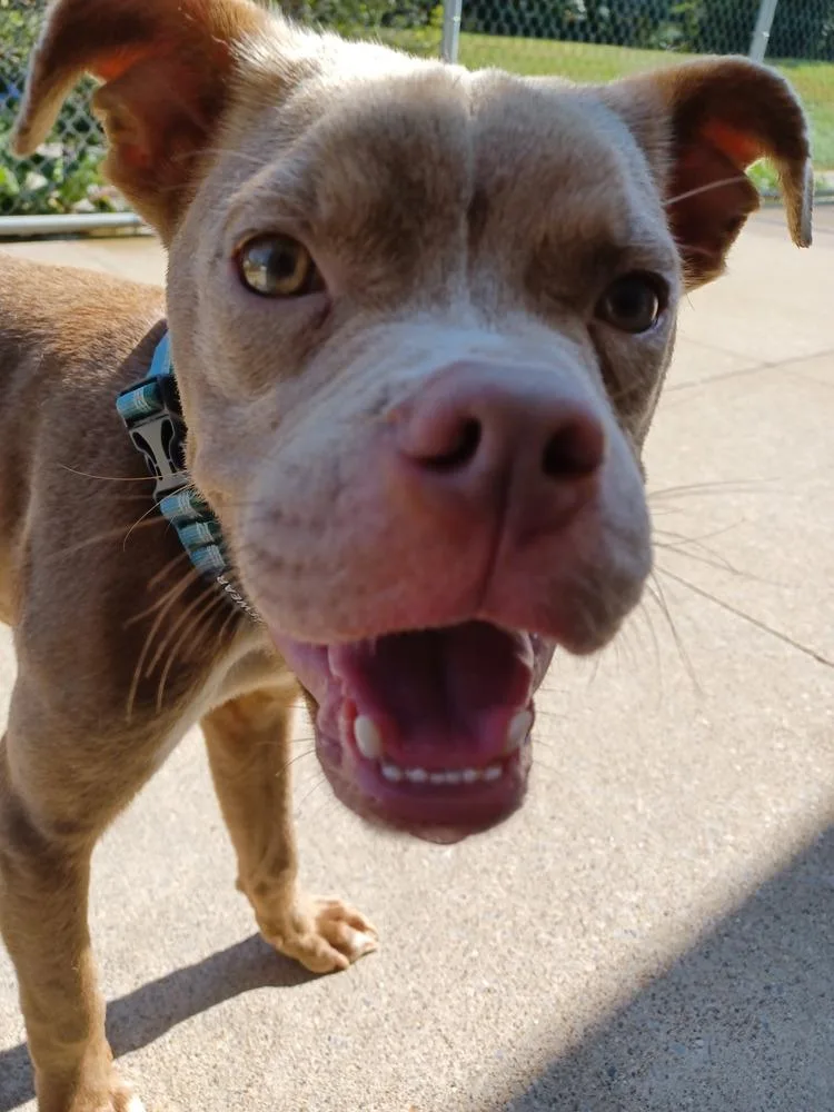 An adult large-sized male Pit Bull Terrier dog named Spike for adoption in Kalamazoo, MI
