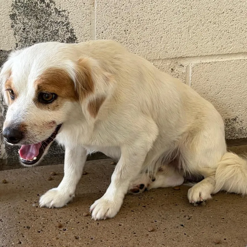 An adult small-sized male White / Cream Dachshund (Long Haired) dog named Preston for adoption in Edinburg, TX