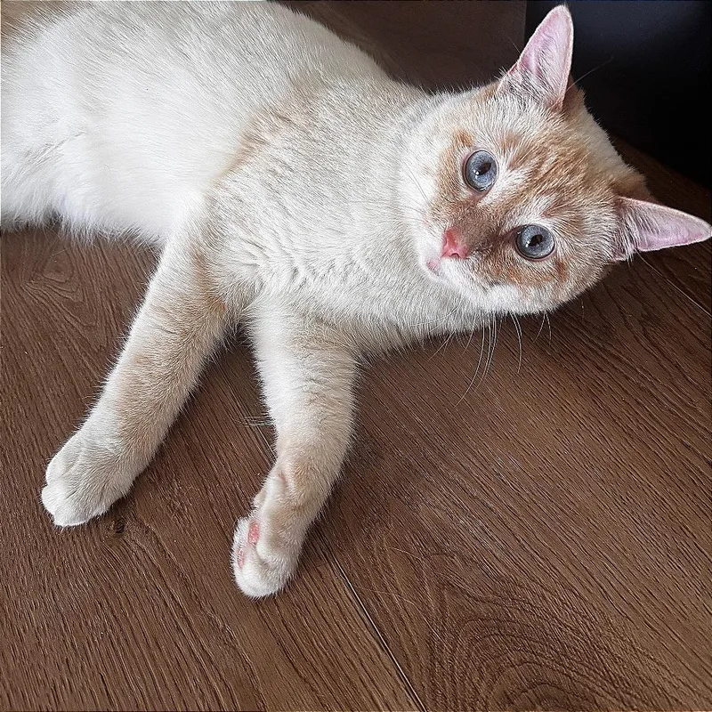 A young small-sized male Orange / Red Domestic Short Hair cat named Flareon for adoption in Wichita, KS
