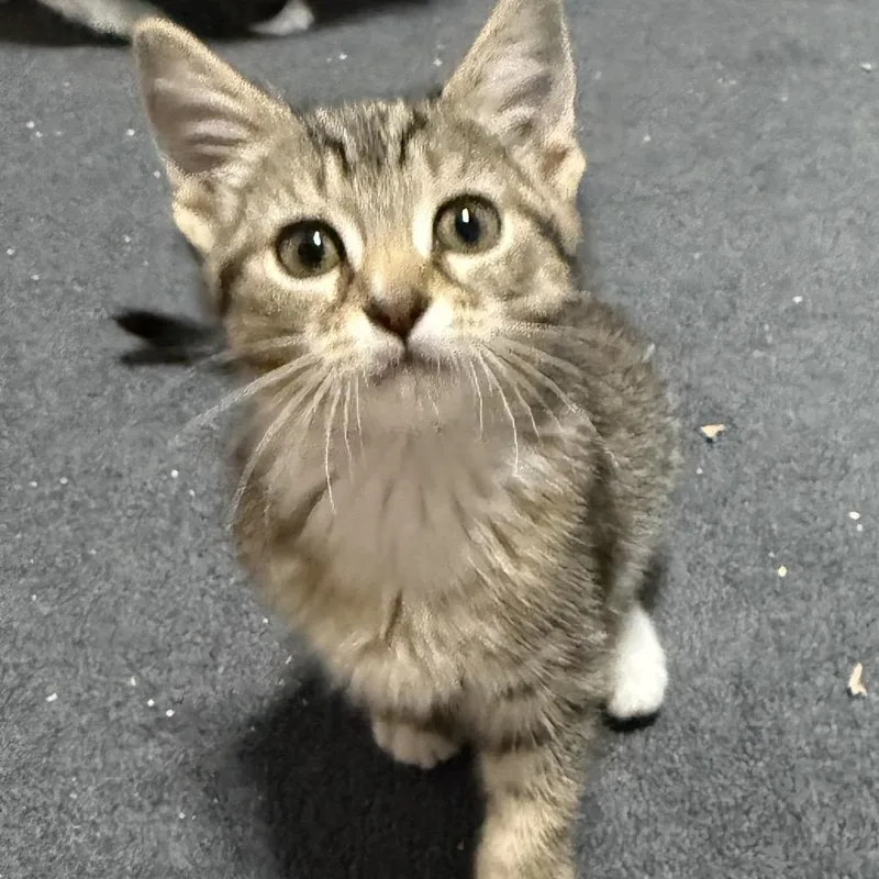 A baby small-sized female Brown / Chocolate Domestic Short Hair cat named Rue for adoption in Chapel Hill, NC