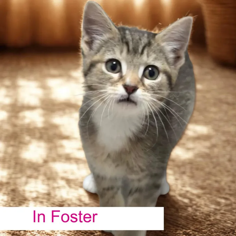 Rue thumbnail 3