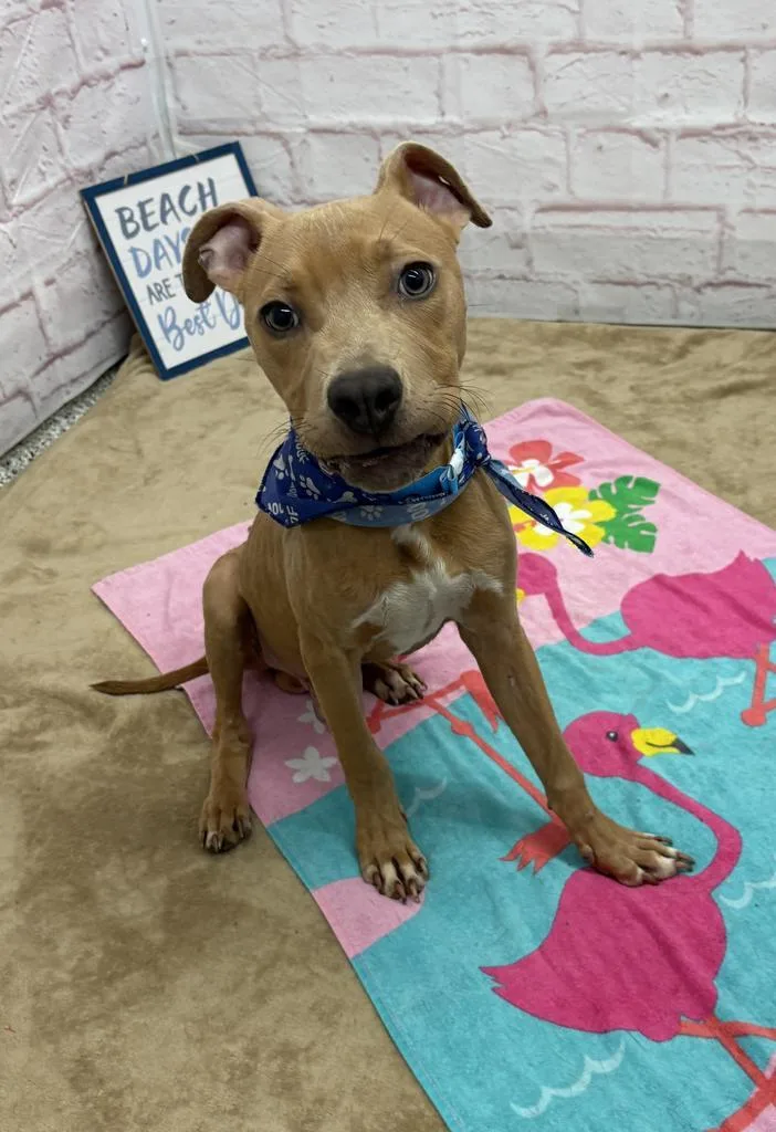 A baby medium-sized male Mixed Breed dog named Mika for adoption in Detroit, MI
