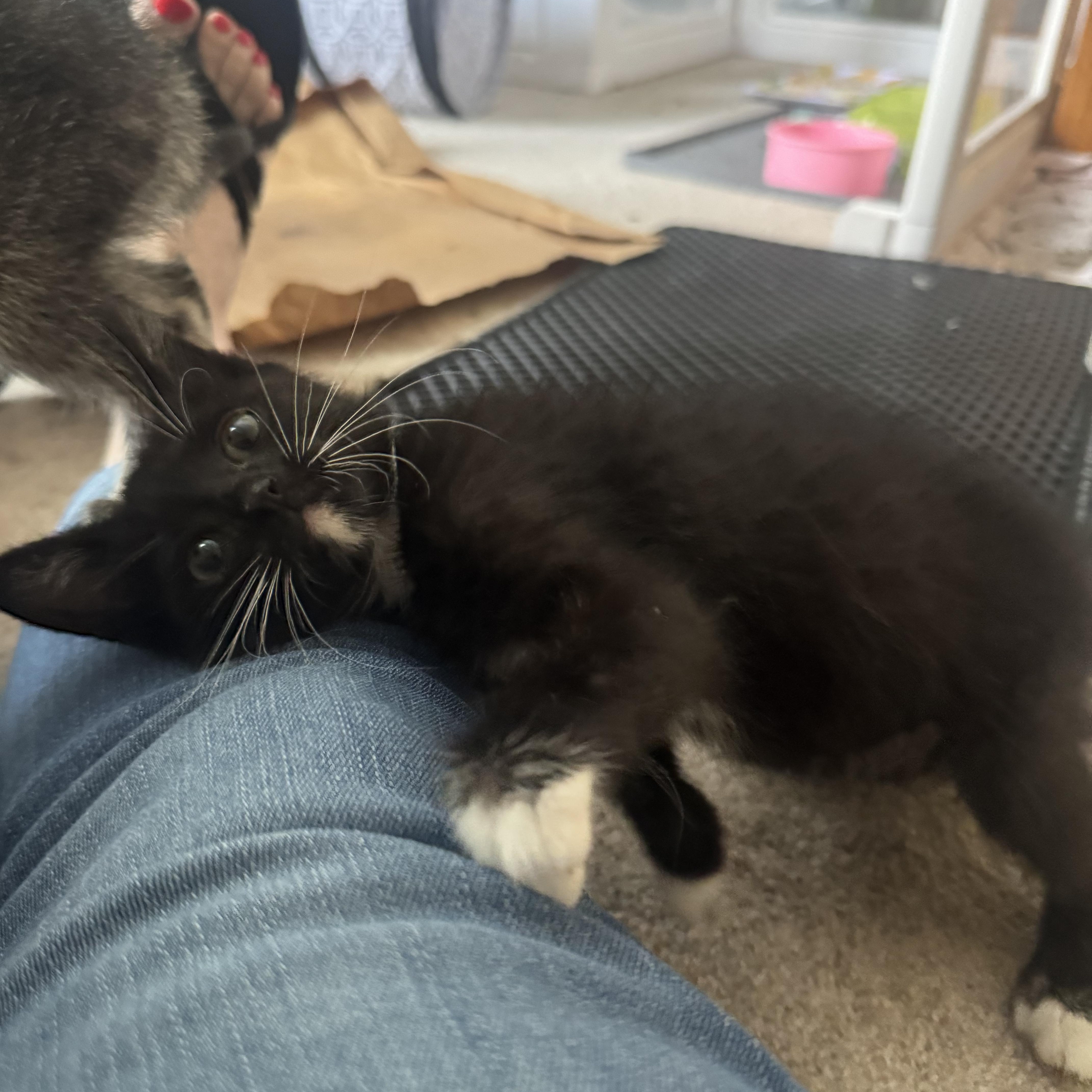 A baby small-sized female Black & White / Tuxedo Domestic Short Hair cat named Hickory for adoption in Murfreesboro, TN