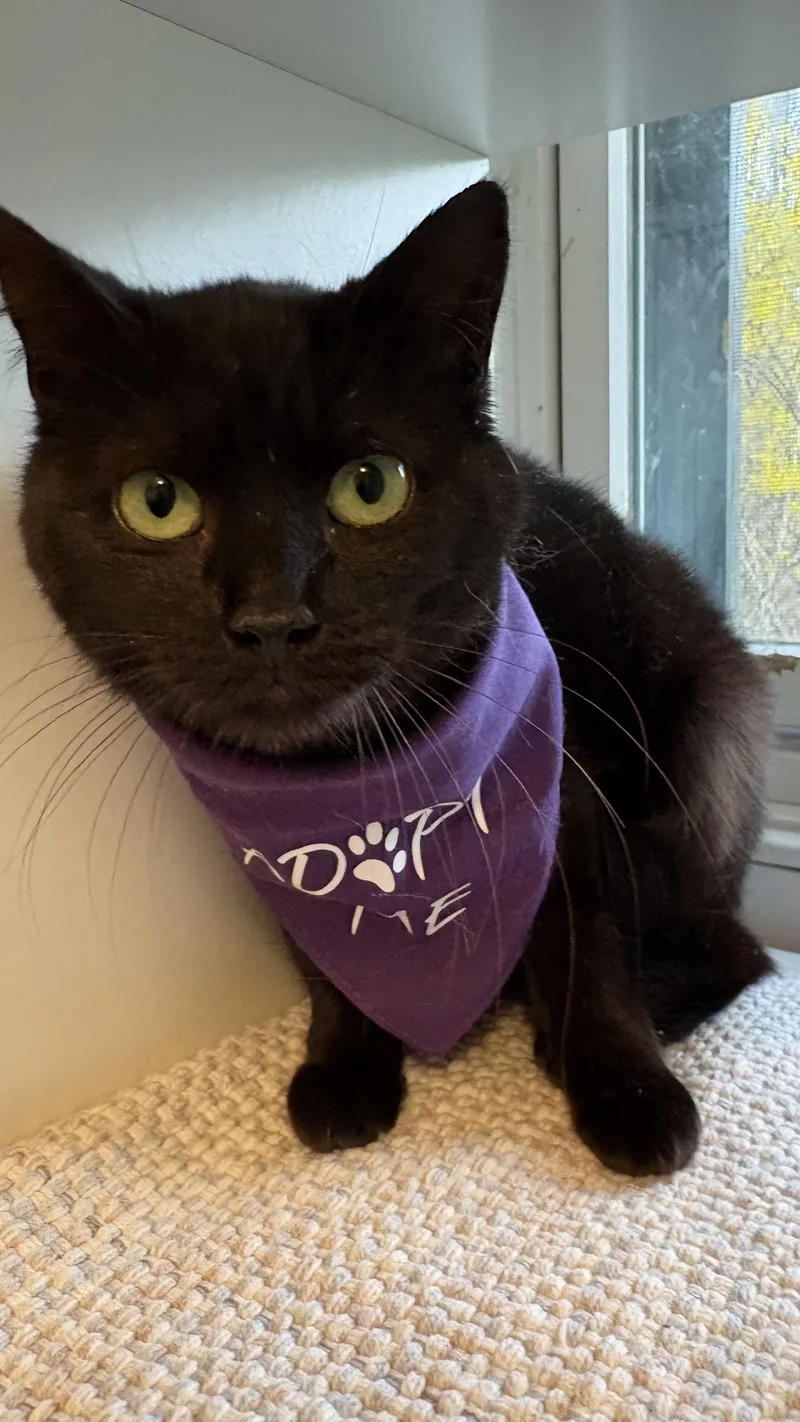 A young small-sized female Domestic Short Hair cat named Baby for adoption in Ridgefield, CT