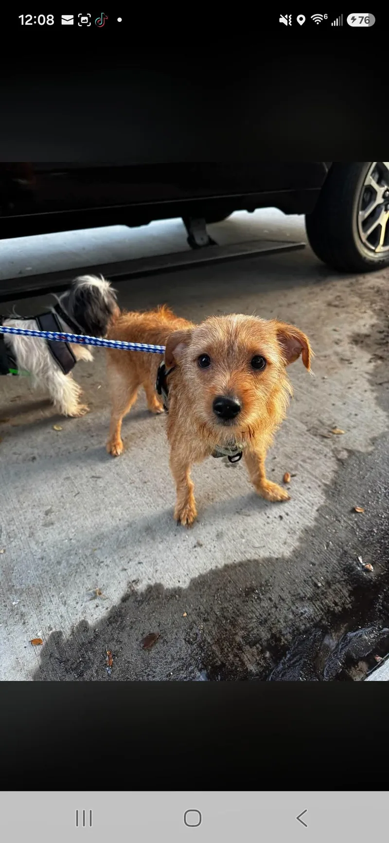 A young small-sized male Terrier dog named Tucker for adoption in Miami, FL