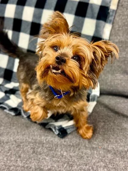 A senior small-sized male Mixed Breed dog named Teddy for adoption in West Chester, PA