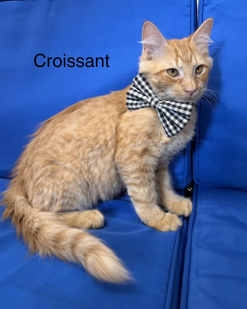 Croissant thumbnail 2