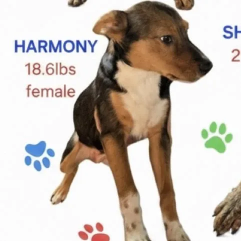 Harmony