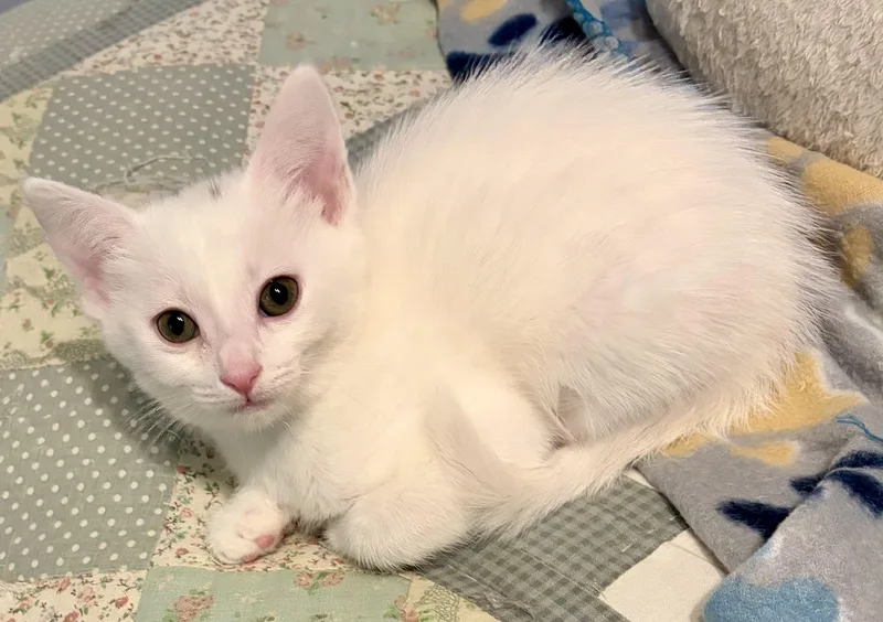 A baby medium-sized female Cream / Ivory Domestic Short Hair cat named Brynlee for adoption in Houghton Lake, MI