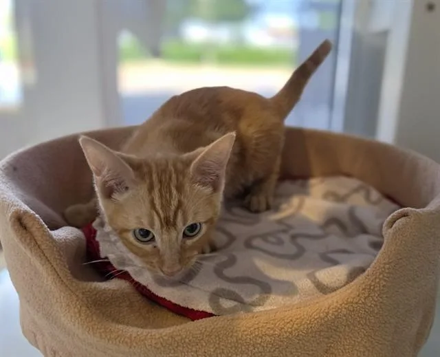 A baby medium-sized male Domestic Short Hair cat named Rusty A for adoption in Plano, TX