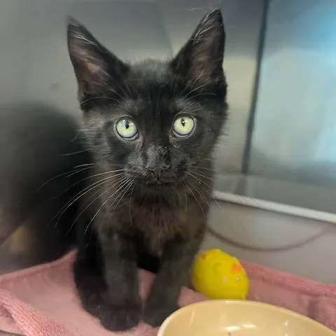 A baby small-sized male Black Domestic Short Hair cat named Hamlet for adoption in Lake Panasoffkee, FL
