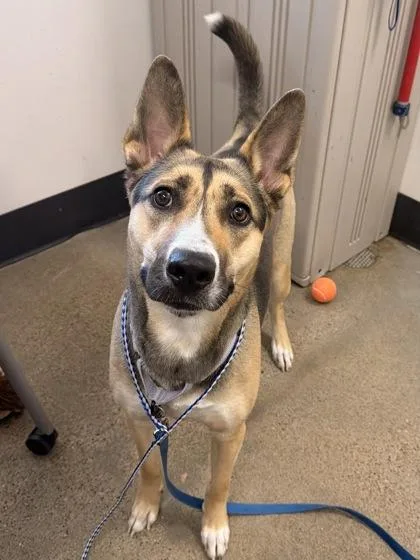 A young medium-sized female Yellow / Tan / Blond / Fawn German Shepherd Dog dog named Gracie for adoption in Cleveland, OH