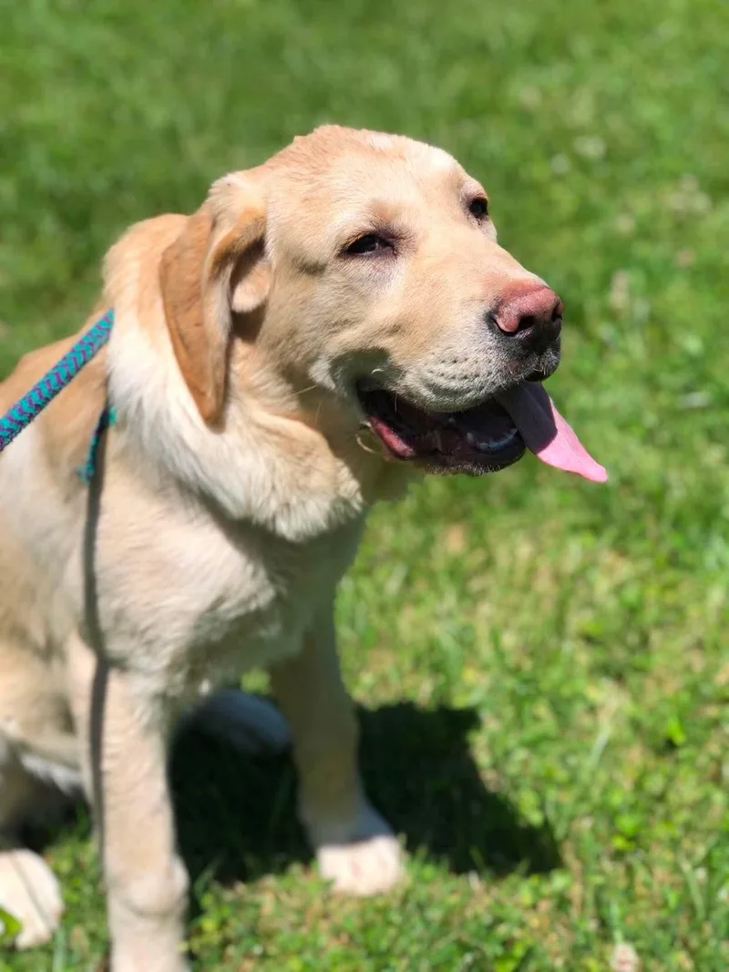 A young extra large-sized male Anatolian Shepherd dog named Booker for adoption in Elkins, WV