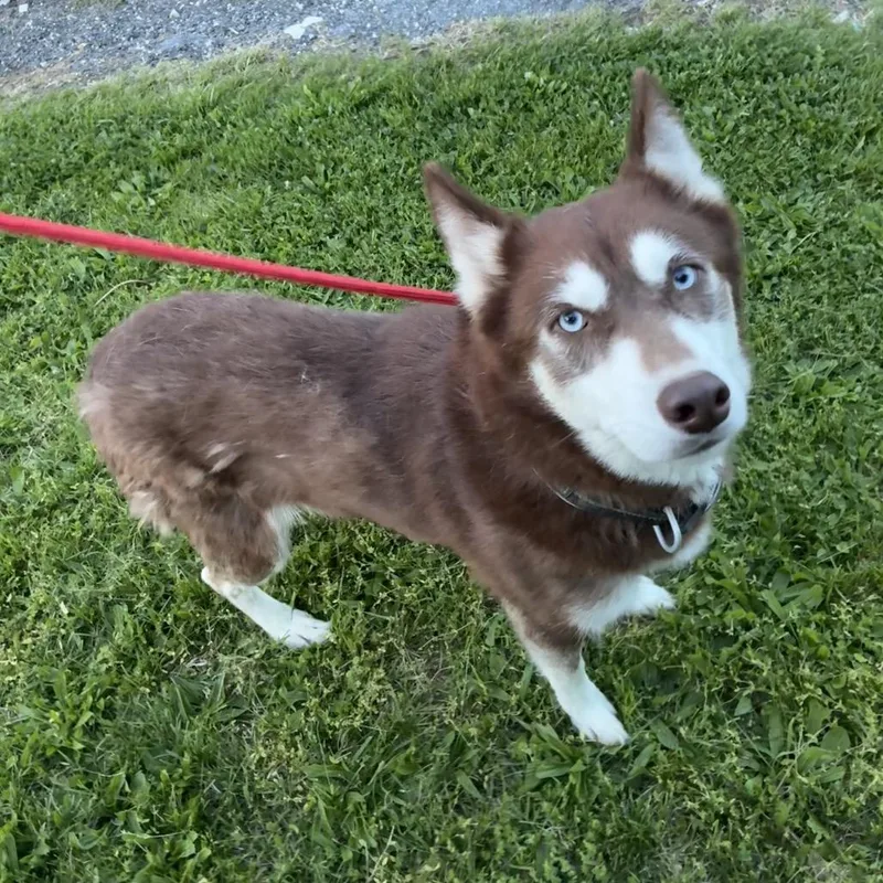 An adult medium-sized female Red / Chestnut / Orange Husky dog named Samantha for adoption in Alexandria, VA