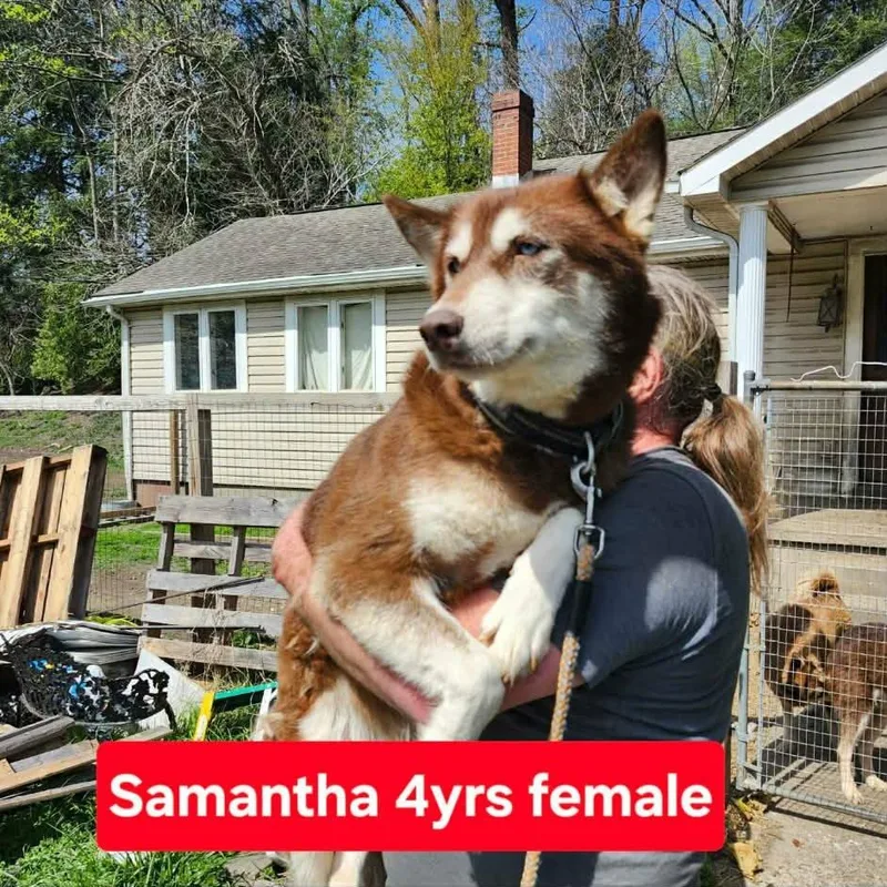 Samantha thumbnail 2