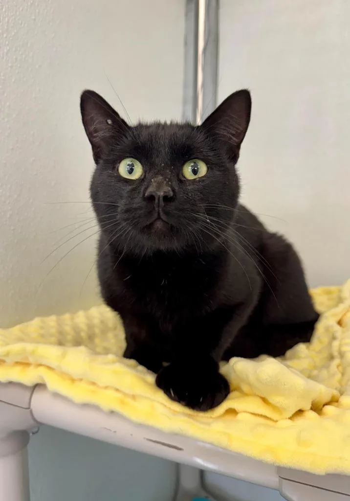 A young medium-sized male Domestic Short Hair cat named Polly for adoption in Gillette, WY