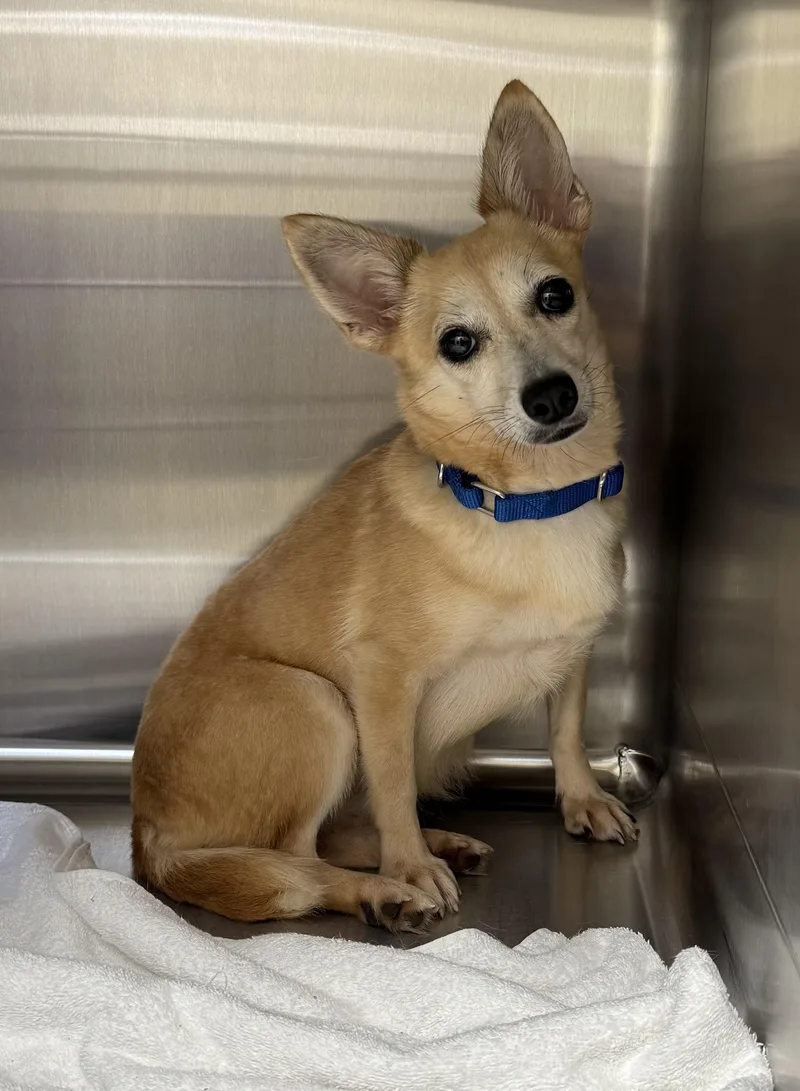 An adult small-sized female Apricot / Beige Chihuahua dog named Norah for adoption in Pawleys Island, SC