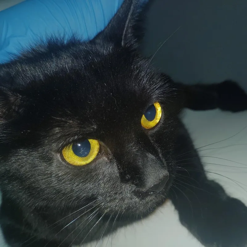 An adult medium-sized female Black Domestic Short Hair cat named Whispurr for adoption in Allentown, PA