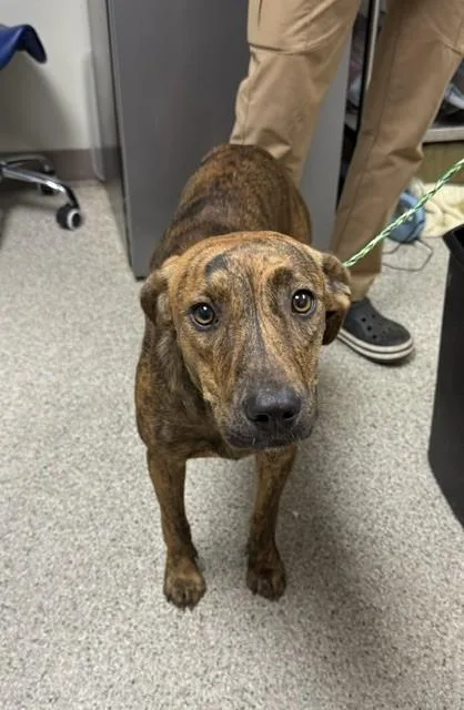 An adult medium-sized female Terrier dog named Dolly for adoption in Conway, AR