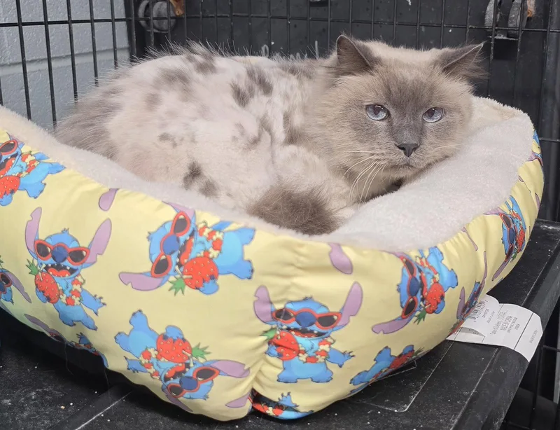 A young medium-sized male Domestic Medium Hair cat named Moo Moo for adoption in Hollywood, MD