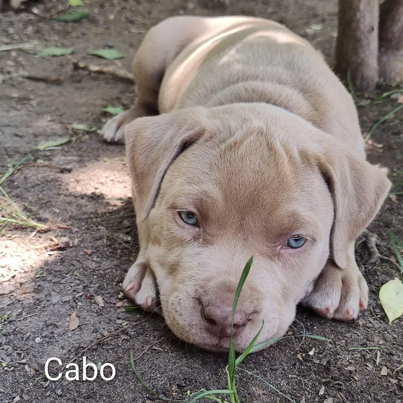 A baby medium-sized male Pit Bull Terrier dog named Cabo for adoption in Midland, MI