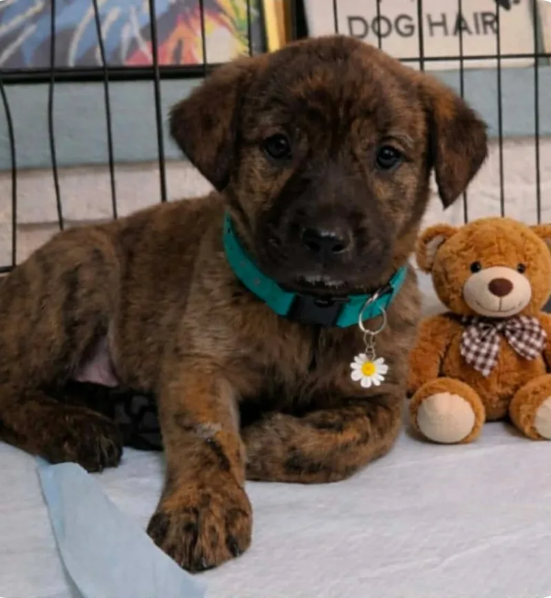 A baby medium-sized female Shepherd dog named Evie for adoption in El Dorado, AR