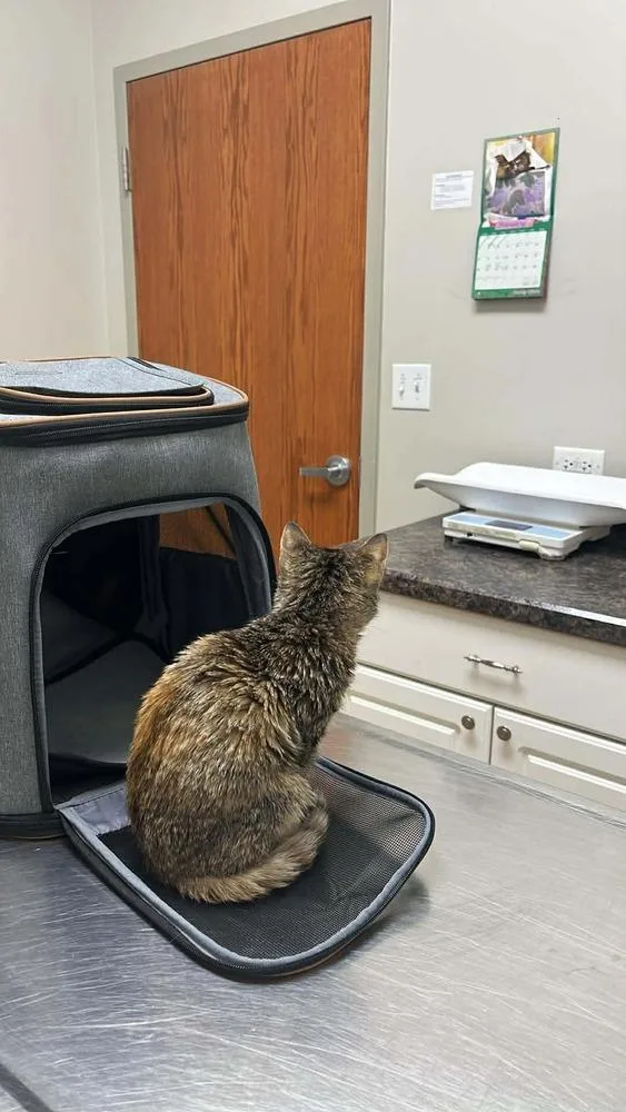 A baby small-sized female Domestic Short Hair cat named Bubbles for adoption in Chicago, IL
