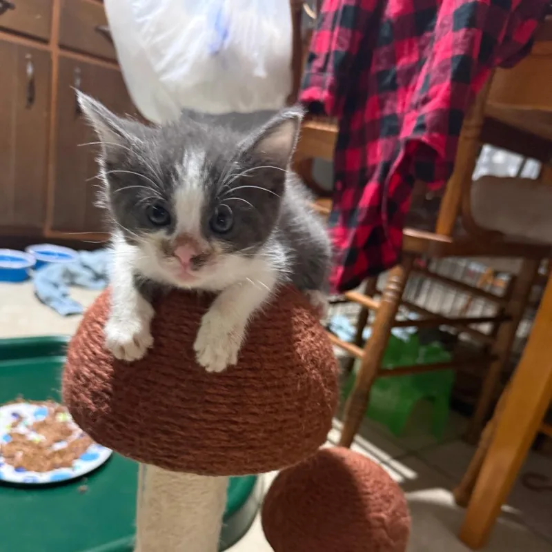 Flopsy thumbnail 4