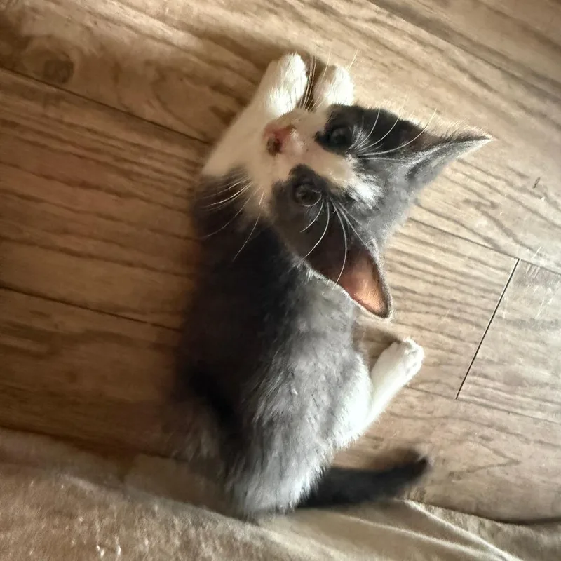 Flopsy thumbnail 5