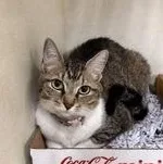 An adult medium-sized female Tabby (Brown / Chocolate) Domestic Short Hair cat named Yoyo Meow for adoption in Charleston, SC