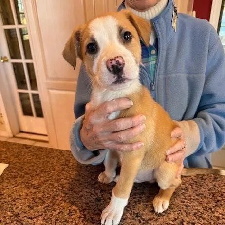 A young medium-sized male Yellow / Tan / Blond / Fawn Pit Bull Terrier dog named Arkansas for adoption in Alexandria, VA