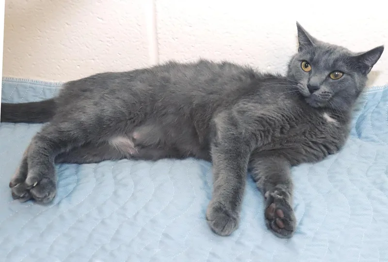 A young medium-sized female Gray / Blue / Silver Russian Blue cat named Paula for adoption in Euclid, OH