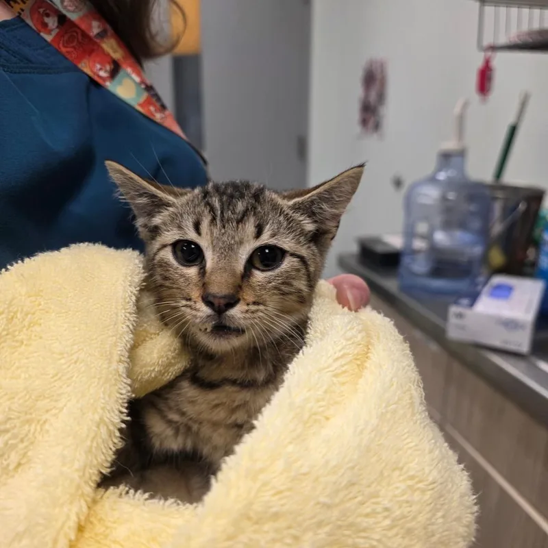 A baby small-sized female Brown / Chocolate Domestic Short Hair cat named Mullins for adoption in Chattanooga, TN