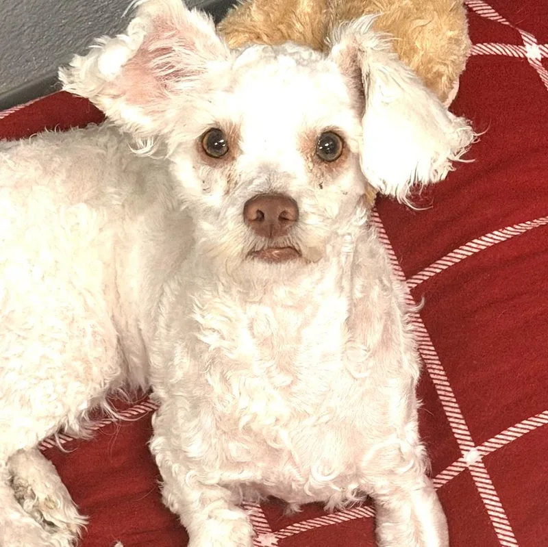 A young small-sized male Bichon Frise dog named Goose for adoption in Copiague, NY
