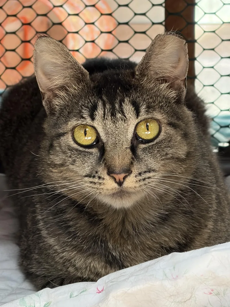 Chalupa