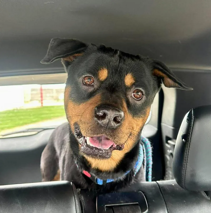 Rex