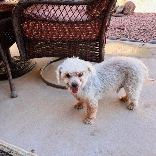 A senior small-sized male Yellow / Tan / Blond / Fawn Miniature Poodle dog named Marley for adoption in Las Cruces, NM