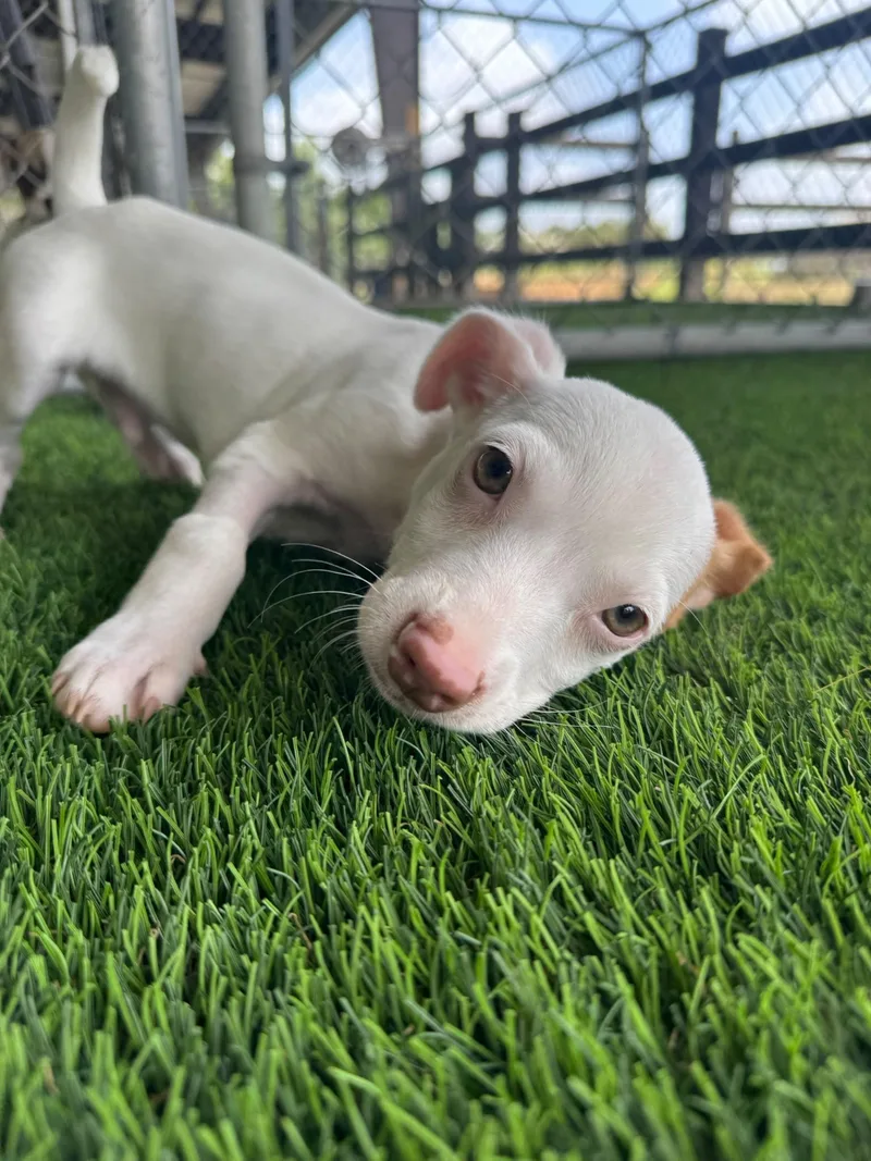 A baby small-sized male Mixed Breed dog named Rafa for adoption in Brooklyn, NY